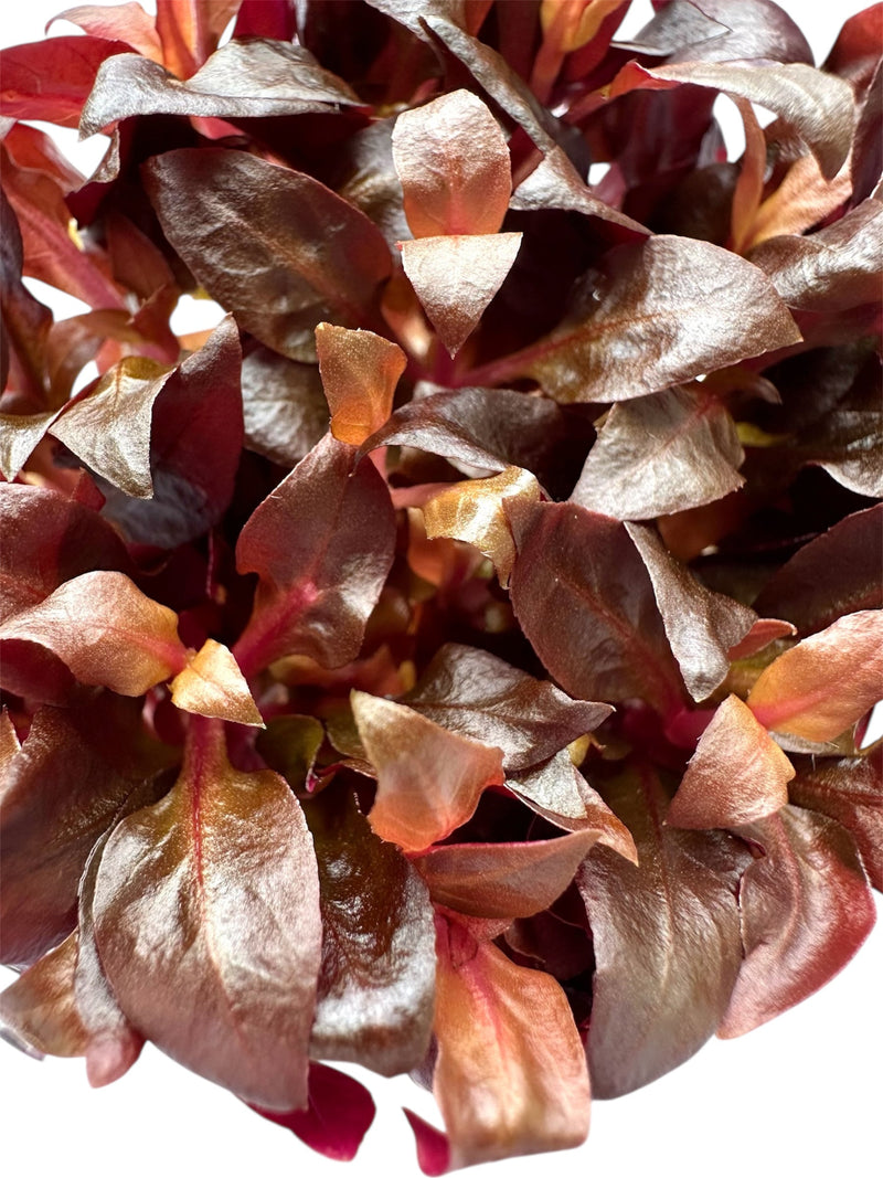 Alternanthera Reineckii Mini Tissue Culture - [AquaticMotiv]