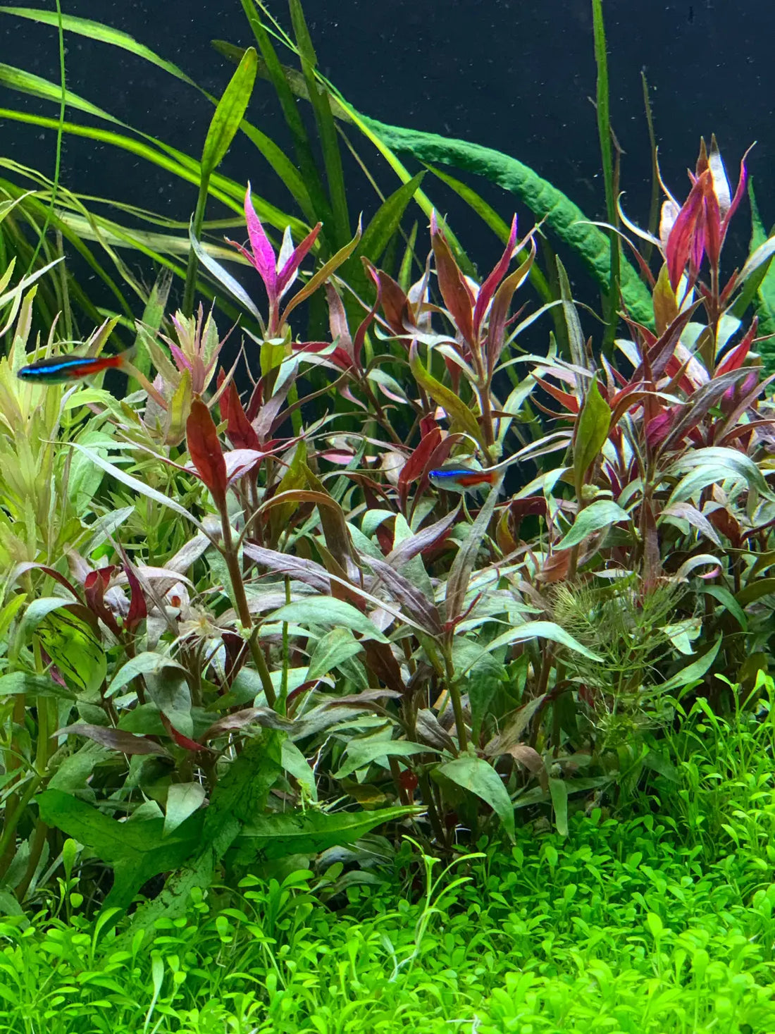 Alternanthera Reineckii Aquarium Plant Care and Color