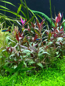 Vibrant Alternanthera reineckii with green snake in aquarium