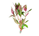 Pink and green Alternanthera reineckii aquatic plant stem with leaves