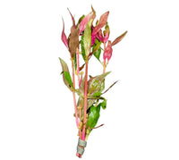 Pink and green Alternanthera reineckii artificial aquatic plant with gray base