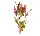 Pink and green Alternanthera reineckii aquatic plant for aquariums