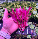 Alternanthera reineckii - [AquaticMotiv]