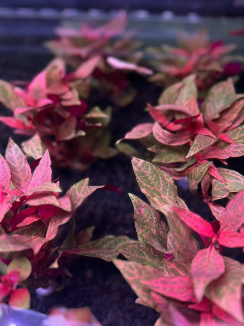 Alternanthera Rosanervig Pink Vein Aquarium Plant
