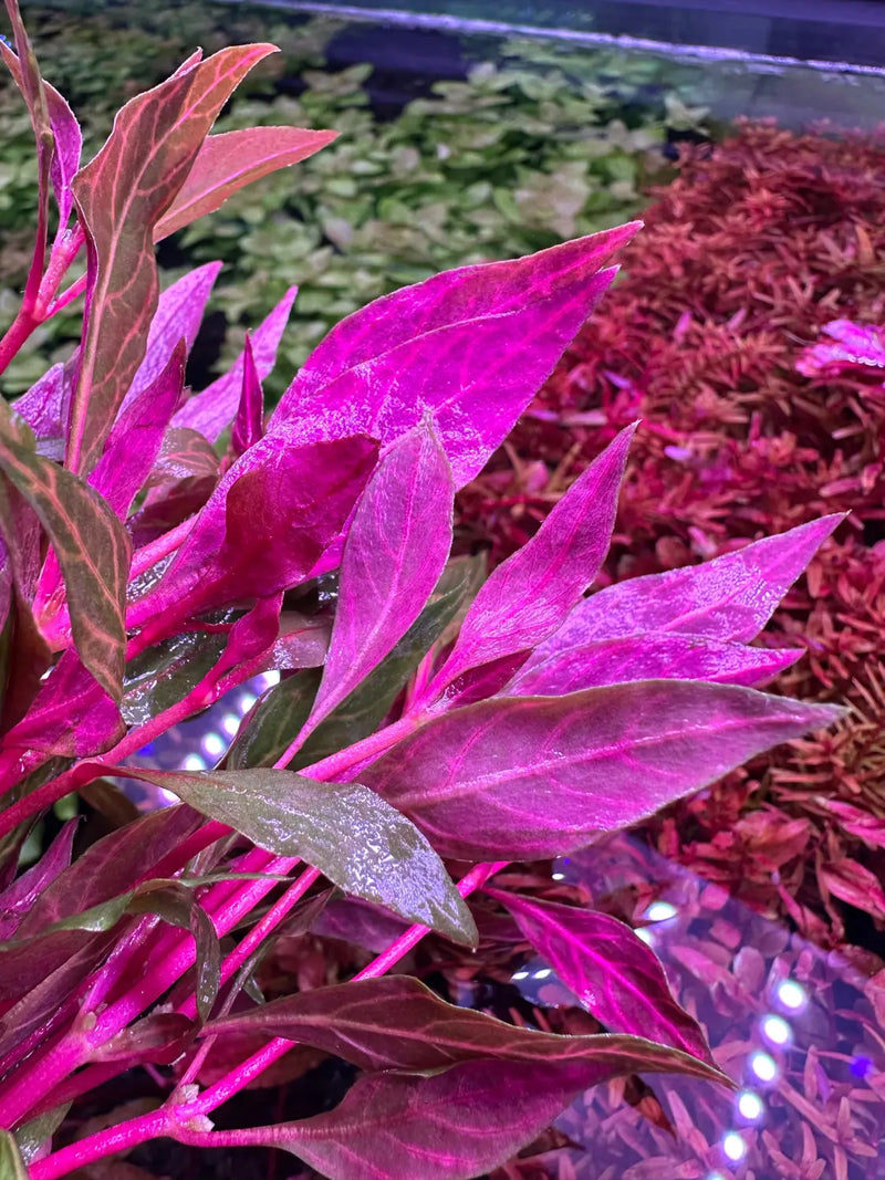 Alternanthera Rosanervig Pink Vein Aquarium Plant | Aquatic Motiv
