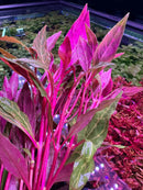 Alternanthera Reineckii Rosanervig: magenta amaranthus with red stems and green leaves