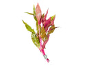 Pink and green leafy Alternanthera Reineckii Rosanervig branch with metallic sheen