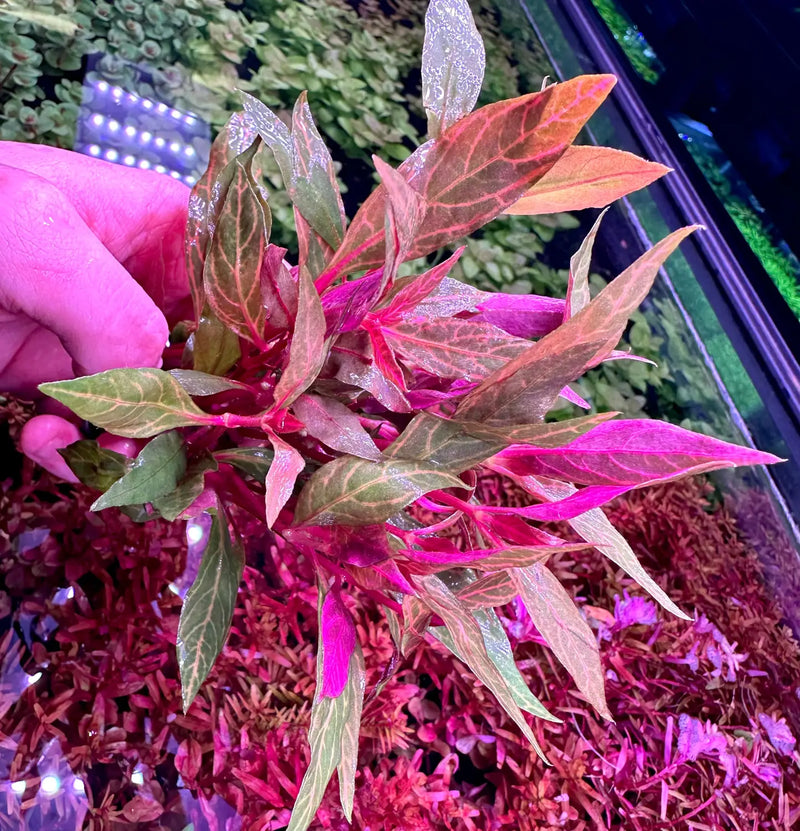 Alternanthera Rosanervig Pink Vein Aquarium Plant