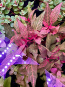 Pink and green Alternanthera Reineckii Rosanervig plant with purple lighting effect