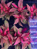 Alternanthera Rosanervig pot with red green leafy plant and purple LED lights