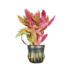 Black and gold textured ceramic Alternanthera Rosanervig Pot with vibrant pink, green, yellow leaves