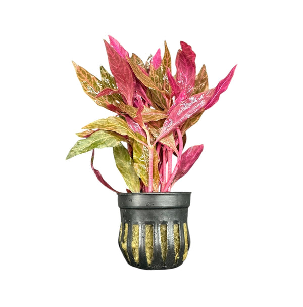 Alternanthera Rosanervig Pot - [AquaticMotiv]