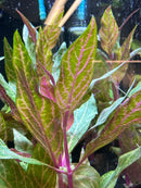 Green and red Anubias Barteri var. aquatic plant in Alternanthera Rosanervig Pot