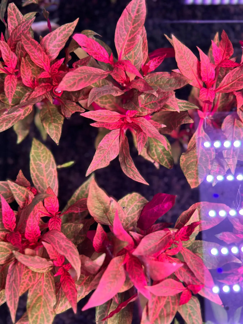 Red and green Alternanthera Rosanervig plant with white LED lights