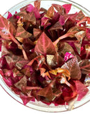 Alternanthera Rosanervig Tissue Culture - [AquaticMotiv]