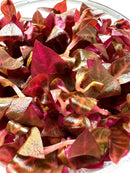 Alternanthera Rosanervig Tissue Culture - [AquaticMotiv]