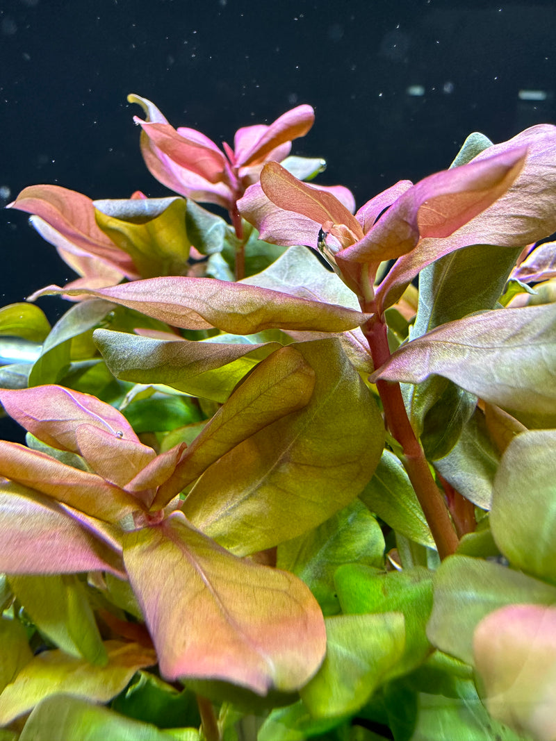 Ammania Senegalensis (Copper Leaf Ammania) - AquaticMotiv