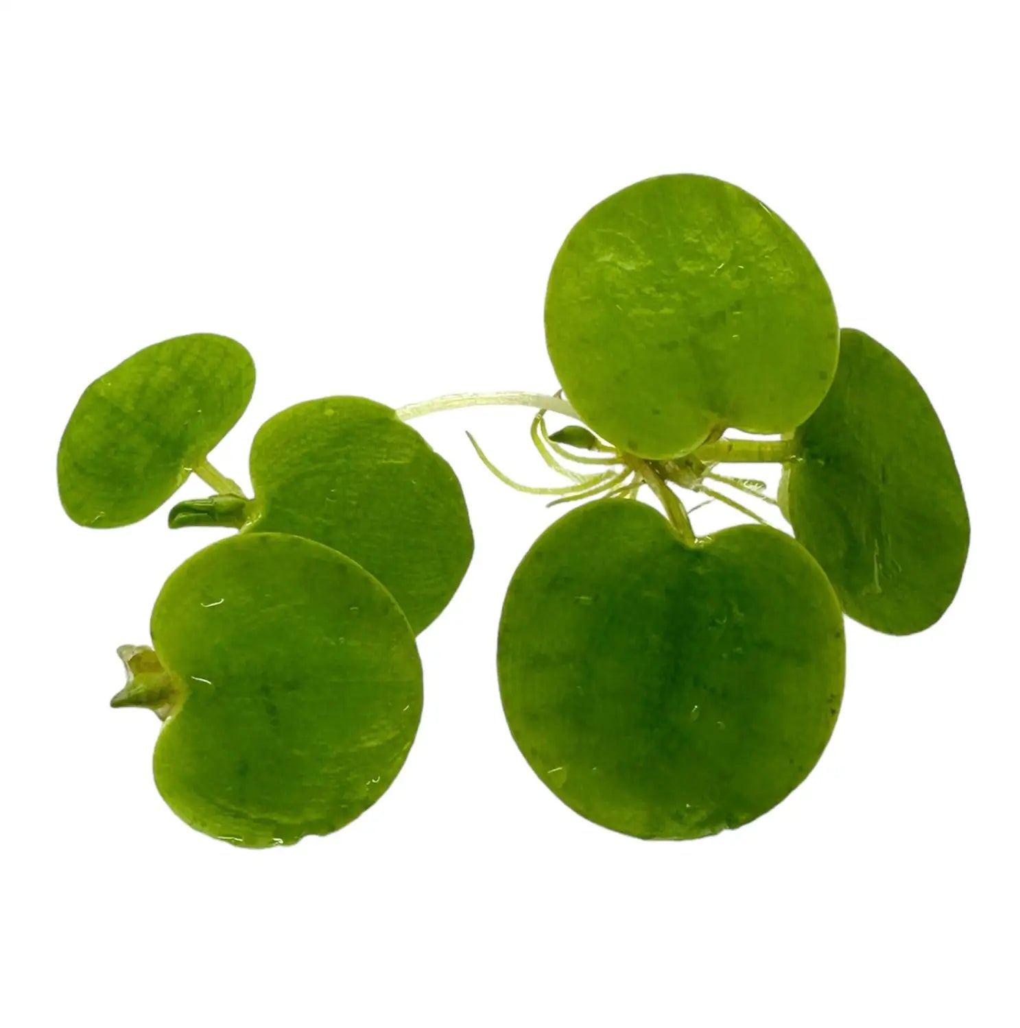 Amazon Frogbit Floating Plant for Natural Shade | Aquatic Motiv
