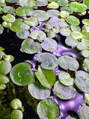 Round green leaf of Amazon Frogbit floating on water surface