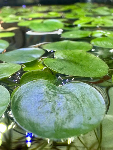 Green lily pad of Amazon Frogbit floating on water surface