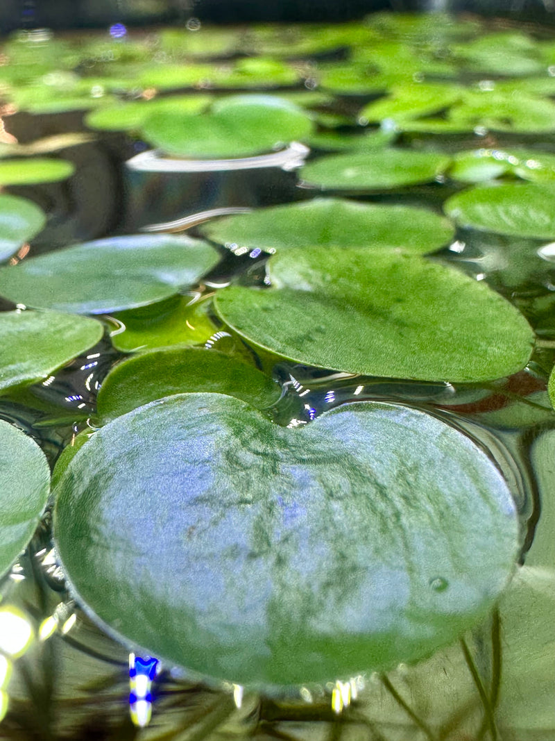 Amazon Frogbit (Limnobium Laevigatum) - [AquaticMotiv]