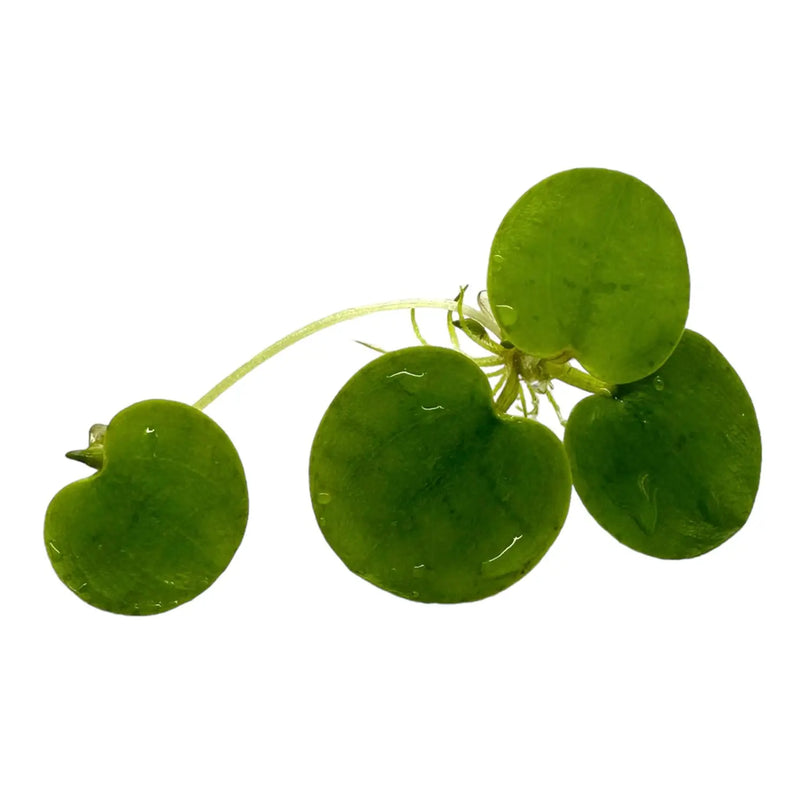 Amazon Frogbit Floating Plant for Natural Shade | Aquatic Motiv
