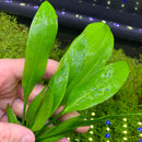 Amazon Sword Plant (Echinodorus amazonicus) - AquaticMotiv