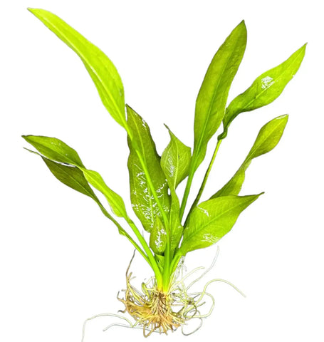Amazon Sword Plant with green slender leaves and white roots