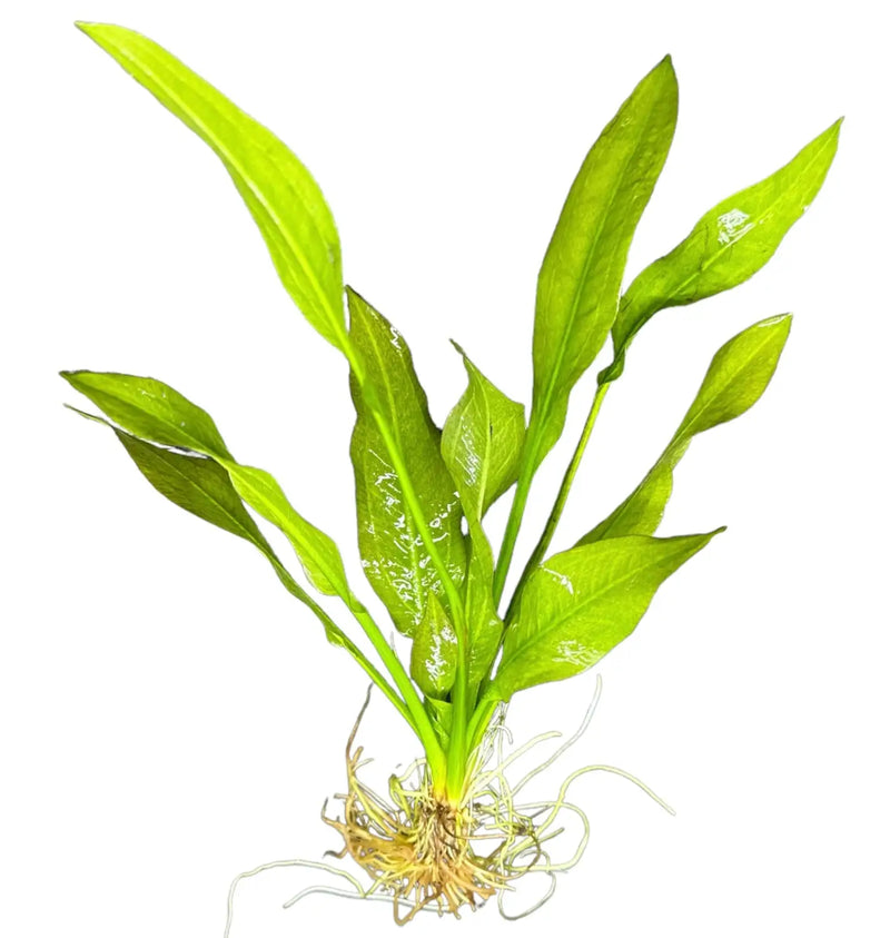 sword plant succulent Amazon Sword Plant for Lush Green Aquascapes