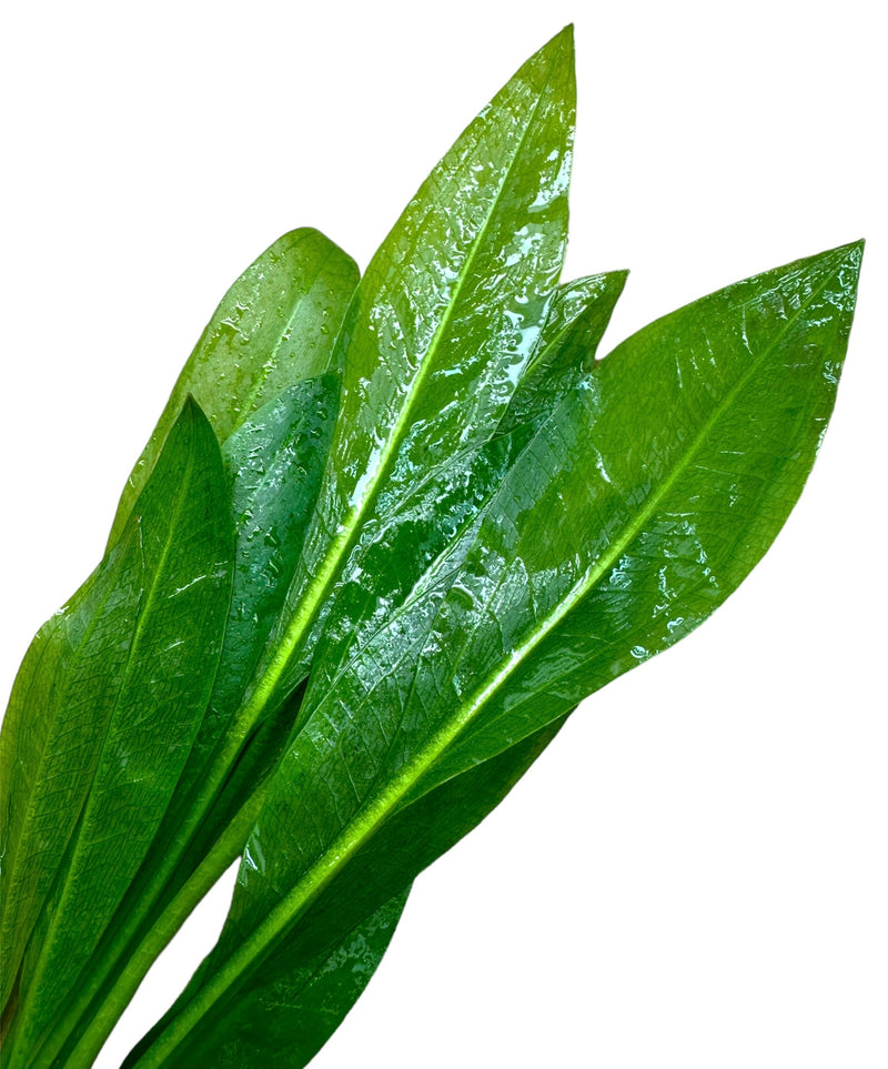 Amazon Sword Plant (Echinodorus amazonicus) - [AquaticMotiv]