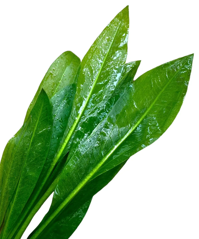 amazon sword planting Amazon Sword Plant for Lush Green Aquascapes