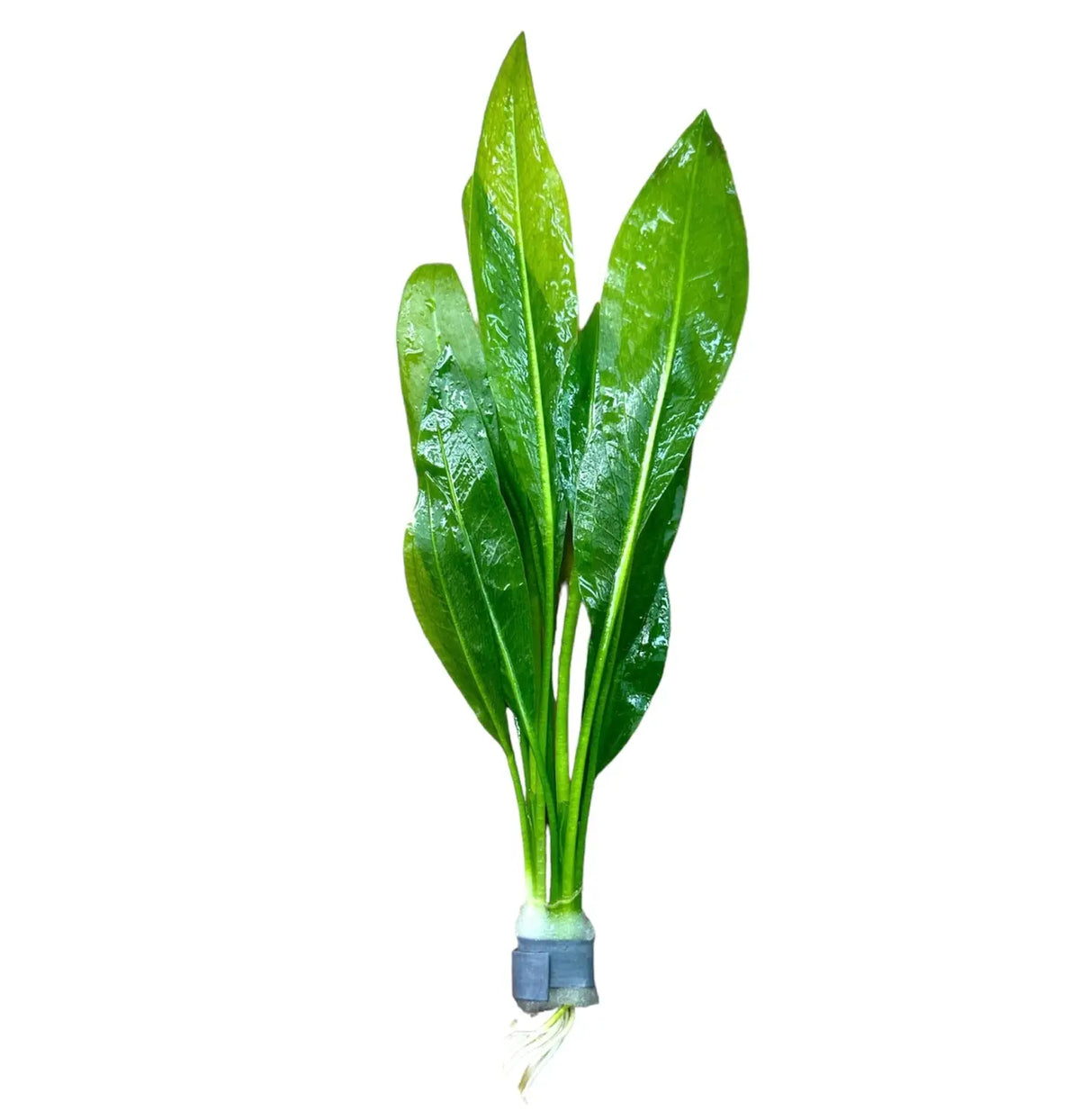sword plant succulent Amazon Sword Plant for Lush Green Aquascapes