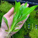 Amazon Sword Plant (Echinodorus amazonicus) - AquaticMotiv