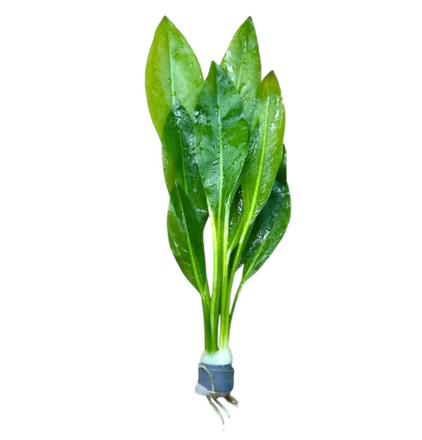 Amazon Sword Plant with green leaves, white roots, and rubber band