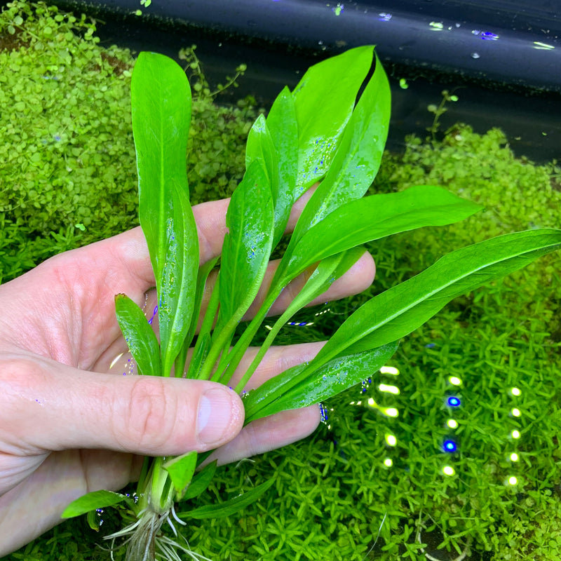 Amazon Sword Plant (Echinodorus amazonicus) - AquaticMotiv