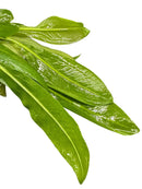 Vibrant green leafy herb bundle in Amazon Sword Pot