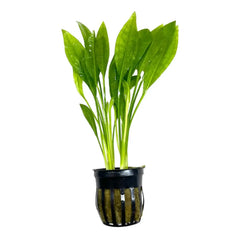 Amazon Sword Pot: green aquatic plant in black mesh-base pot for aquariums