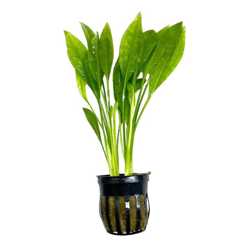 pot for aquarium plants Amazon Sword Pot Perfect Rooted Aquarium Plant