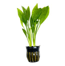 Amazon Sword Pot: green aquatic plant in black mesh-base pot for aquariums