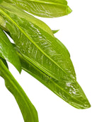 Fresh vibrant bunch of green leafy Amazon Sword Pot vegetable