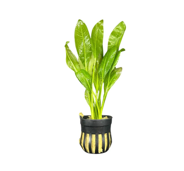 Amazon Sword Pot: Green leafy aquatic plant in black and gold striped woven pot