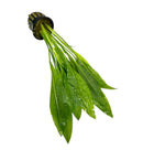 Amazon Sword Pot: Green aquatic plant in black pot with white speckles