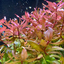 Ammania gracilis vibrant pink and green aquatic plants with slender leaves and reddish stems for aquascape use