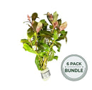 Ammannia gracilis 6 live red aquarium plants with lush green glossy leaves and subtle pinkish red tips bundled at base