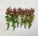 Six bundles of ammnia gracilis live red aquarium plants with green stems and reddish purple leaves tied with gray bands