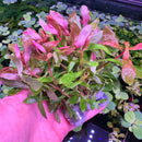 Ammania Gracilis - [AquaticMotiv]