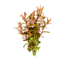 Ammania Gracilis - AquaticMotiv