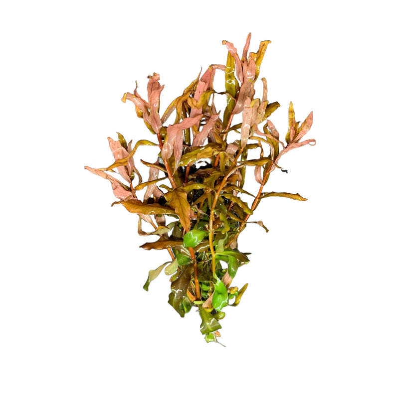 Ammania Gracilis - AquaticMotiv