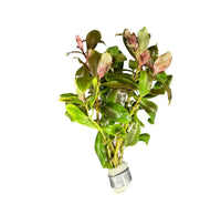 Ammania Gracilis aquatic plant with glossy green leaves and pinkish-red new growth secured by silver metal band