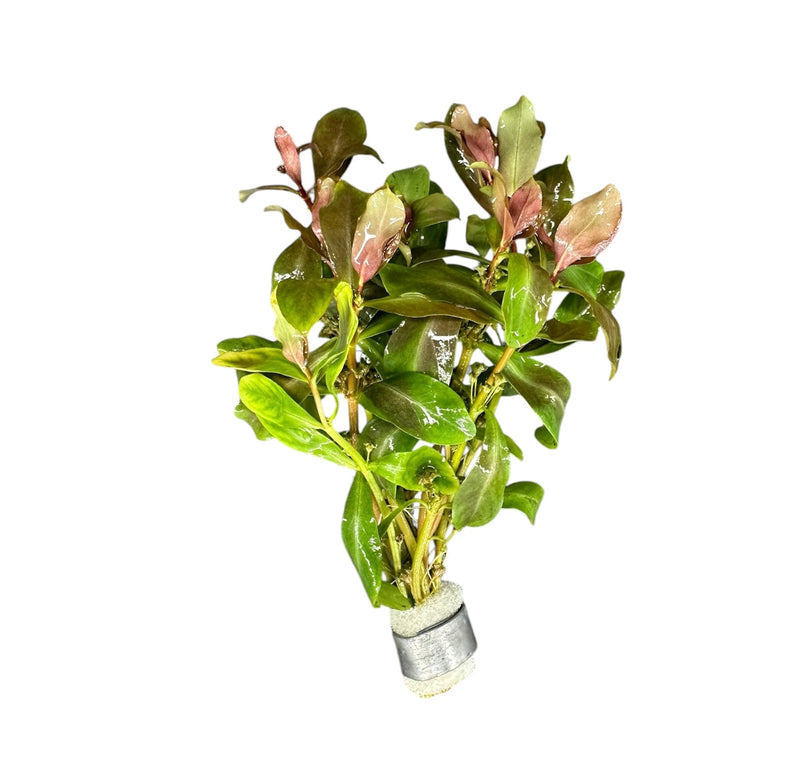 Ammania Gracilis - [AquaticMotiv]